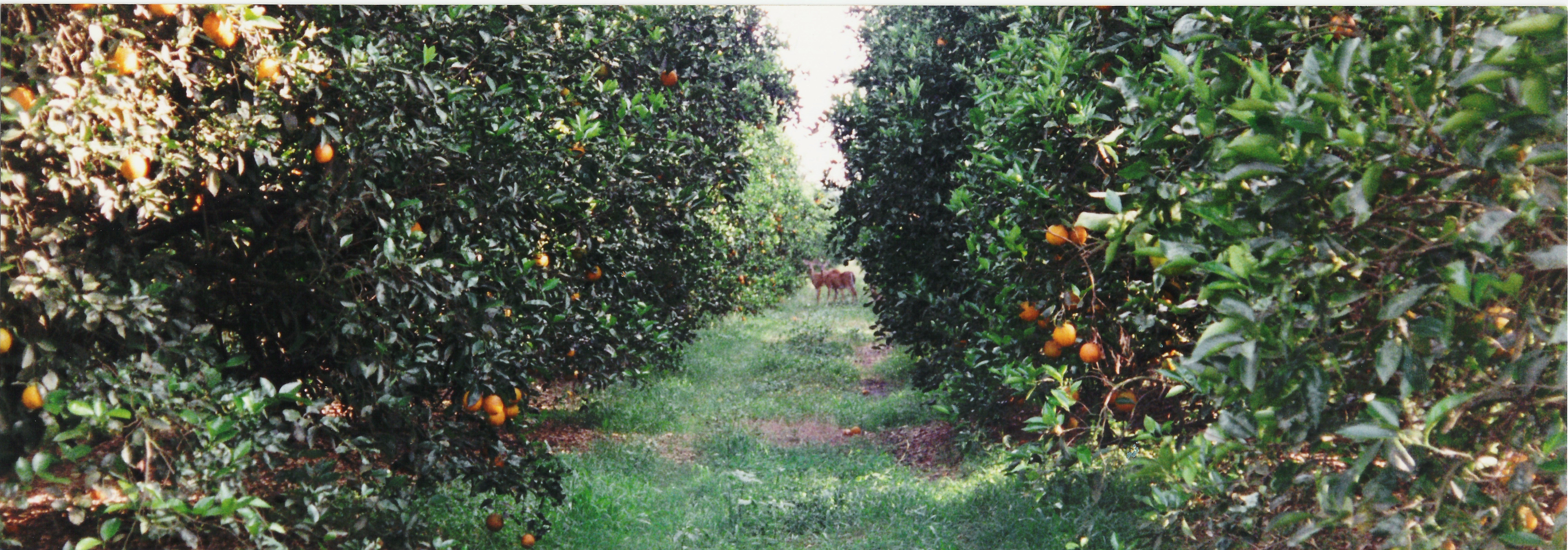 deerandcolum.jpg